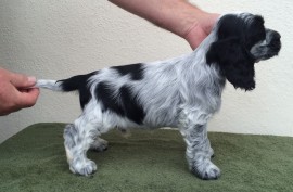 7 weeks old - boy 3