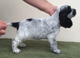 7 weeks old - girl 1