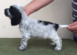 7 weeks old - girl 2