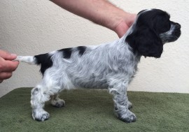 7 weeks old - girl 3