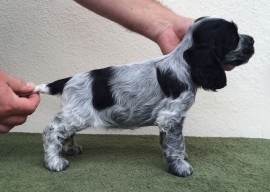 7 weeks old - girl 4