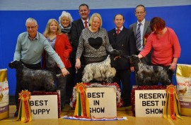 London Cocker Spaniel Championship Show - 7th December 2013, judging dogs