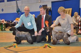 London Cocker Spaniel Championship Show - 7th December 2013, judging dogs