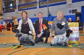 London Cocker Spaniel Championship Show - 7th December 2013, judging dogs