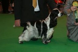 Manchela Wild Cherry winning BPIB