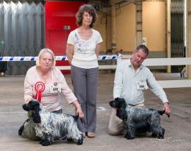 Dog CC & BOB - Sh Ch Glowhill Silver Spur Bitch CC - Dykere Lavender Blue for Manchela JW 