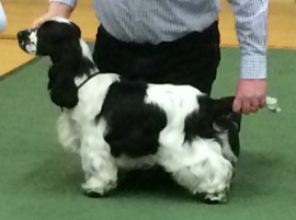 Manchela Tiger Tim winning 1st in Minor Puppy Dog