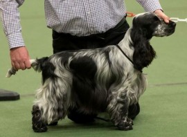 Manchela Real Deal JW winning 1st in AOC Graduate