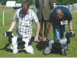 Left: Manchela Tiger Tim (BOSP) Right: Kyna Elsie Tanner (BPIB)
