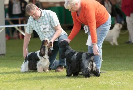 Zorro winning his Junior class - photo by Shel Cowles
