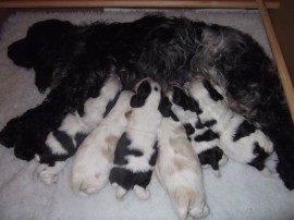 Dizzy's babies at 16 days